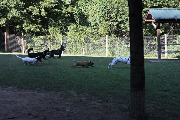 Krepps Dog Park photo 1